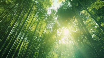 Enchanting Bamboo Forest with Sunbeams Illuminating Lush Greenery