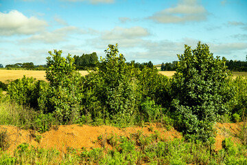 Native mate herb Ilex paraguariensis planted in an organic and sustainable system