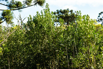 Native mate herb Ilex paraguariensis planted in an organic and sustainable system