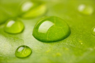 Macro photography of water droplets on green leaf.