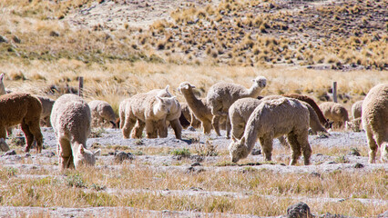 Multiple Alpacas grazing on browm grass