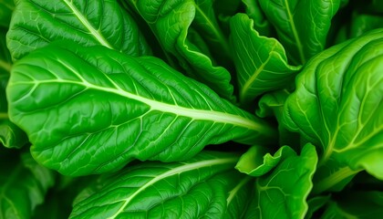 Fototapeta premium Detailed View of Collard Greens