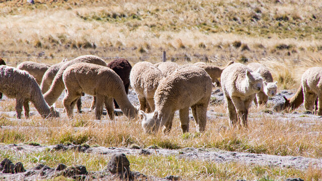 Multple white Alpacas grazing on browm grass