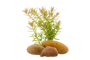 Aquatic plant with stones isolated on white background.