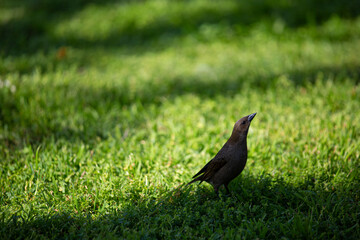 pájaro tordo