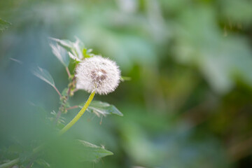 diente de león en bosque 