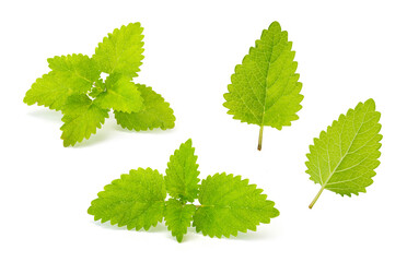 set of lemon balms on white background.