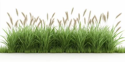 Tall green grass with feathery tops against a plain white background, creating a natural and serene...