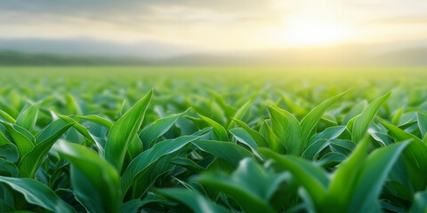 Fototapeta premium A lush, green field of crops thriving under the gently rising sun, creating a serene and vibrant agricultural landscape.