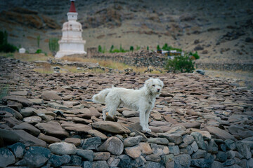 Ladakhi Dog Having too much fur for the protection from cold.