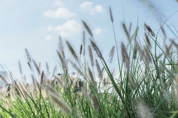 Long grass flowers in green field with blue sky background