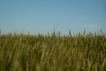 golden wheat field in summer