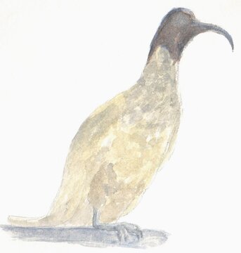 recommend clip art: Illustration of Australian native bird, white ibis