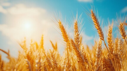 Golden wheat field with blue sky and sunshine.