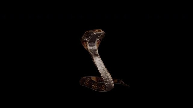 King Cobra - Asian Snake - Dark Skin with Light Stripes - Rest Lying and Alarm Standing Loop - Front Close Up - Alpha Channel - Realistic 4K UHD 3D animation on transparent background