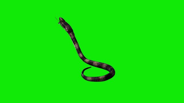 King Cobra - Asian Snake - Dark Skin with Light Stripes - Aggressive Standing and Jumping Attack Loop - Back Angle CU View - Green Screen - Realistic 4K UHD 3D animation on croma key background