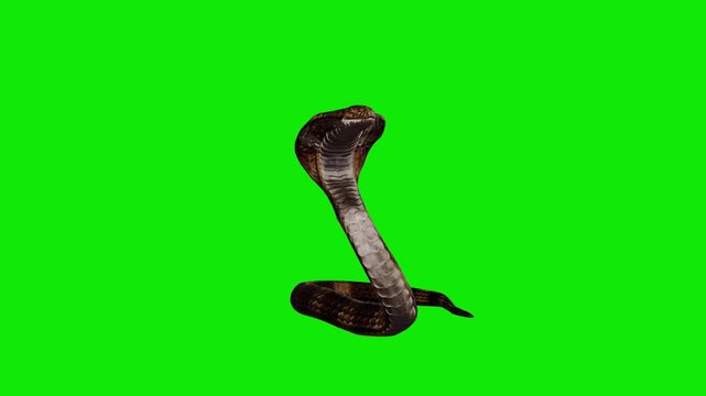 King Cobra - Asian Snake - Dark Skin with Light Stripes - Rest Lying and Alarm Standing Loop - Front Close Up - Green Screen - Realistic 4K UHD 3D animation on croma key background