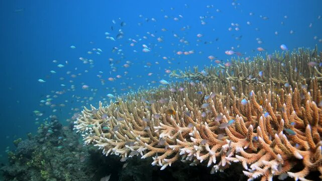 Coral Reef fish schooling above healthy reef system in the Pacific Ocean - Observing Marine biodiversity while Scuba diving in Fiji	