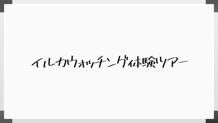 イルカウォッチング体験ツアー ホワイトボード風イラスト
