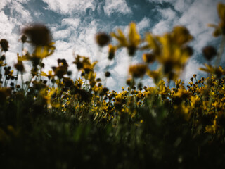 Obraz premium Cloudy skies