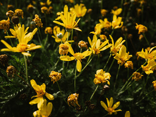 yellow flowers in the garden