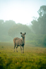 moose in srilanka