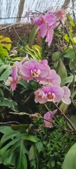 pink flowers in the garden