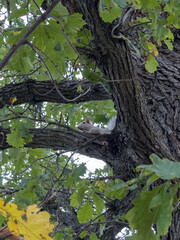 albino squirrel