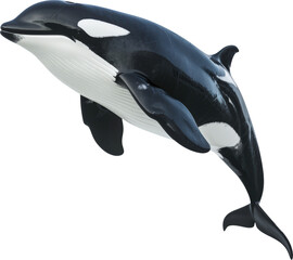 Killer whale leaps high.