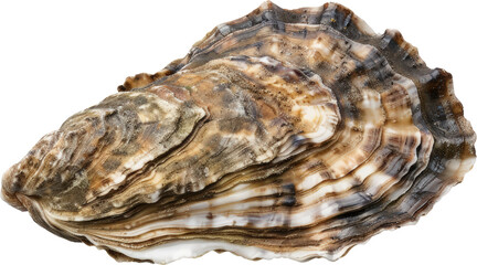 Close-up of an oyster shell