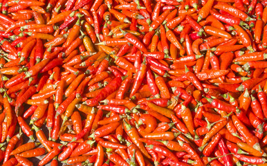 Fresh chili red background texture