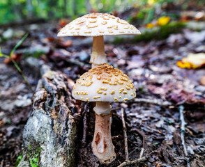 mushrooms in the forest