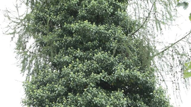 common ivy (Hedera helix) edera comune