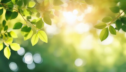 Naklejka premium Sunlight through leaves