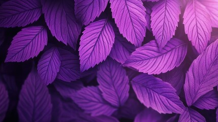 Obraz premium A soft, elegant background of rich purple leaves, creating a serene and peaceful atmosphere in stunning detail.