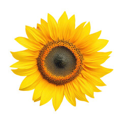 Fototapeta premium Bright sunflower blooms with vivid petals, perfect for a cheerful, sunny vibe in any space or design project.