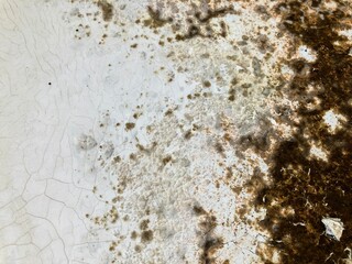 Old white mossy walls form a beautiful natural pattern for background and wallpaper