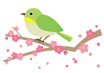 桜の枝にとまるメジロのイラスト