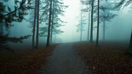 A winding path cuts through a misty forest of tall pine trees. The fog creates an ethereal atmosphere with the soft light adding to the quiet mysterious ambiance of the woodland scene.