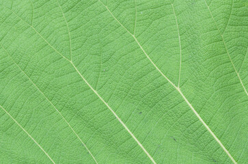 green leaf texture background