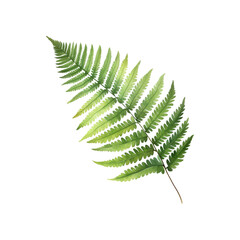 Fern frond with green leaves on a white background. Ideal for nature themed designs, botanical illustrations, or environmental concepts. Generative AI