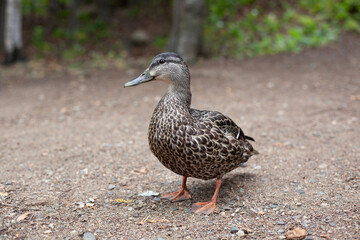 Hen Mallard Duck