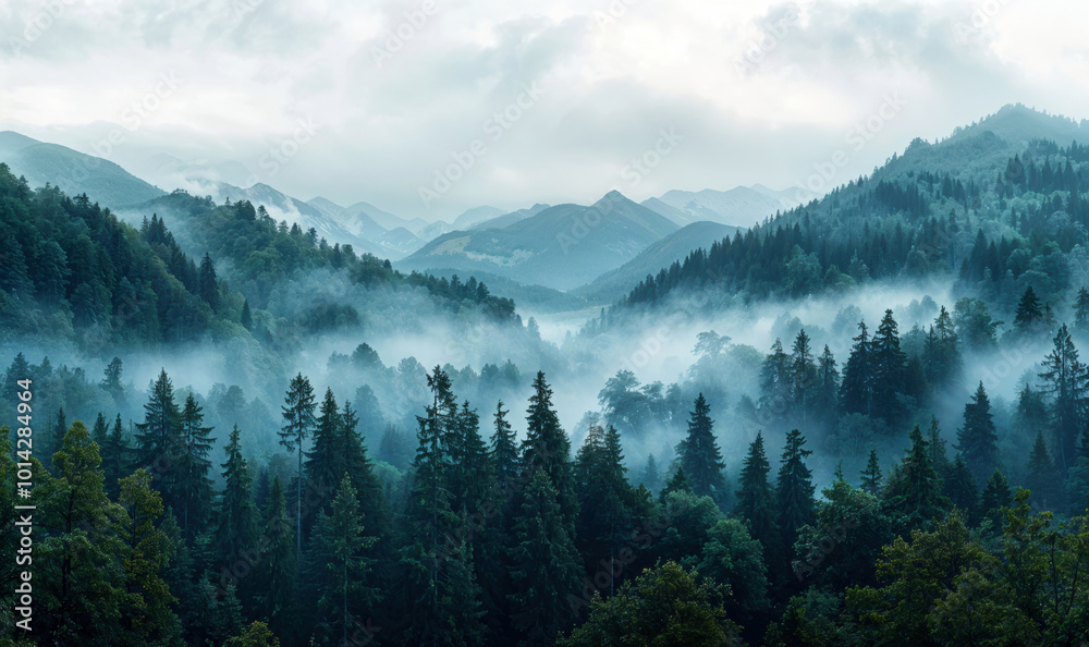 Poster fog rolling through mountain valley with evergreen trees