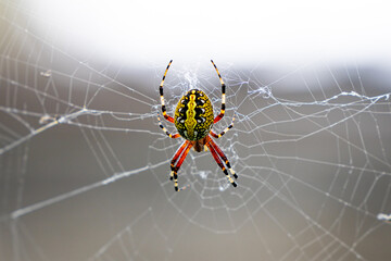 Garden Spider Neoscona oaxacensis