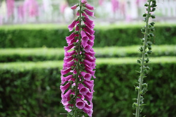 foxglove garden © brandon