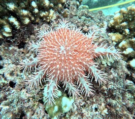 Acanthaster