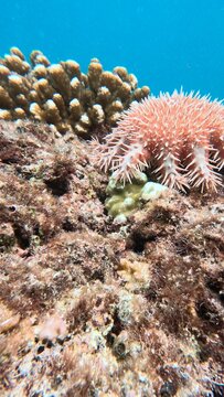 Acanthaster