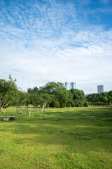 Fototapeta premium flower field in park at city center and modern city
