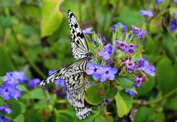 Paper kite butterfly (Idea leuconoe)  collecting nectar from the blue flowers