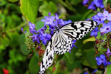 Paper kite butterfly (Idea leuconoe)  collecting nectar from the blue flowers